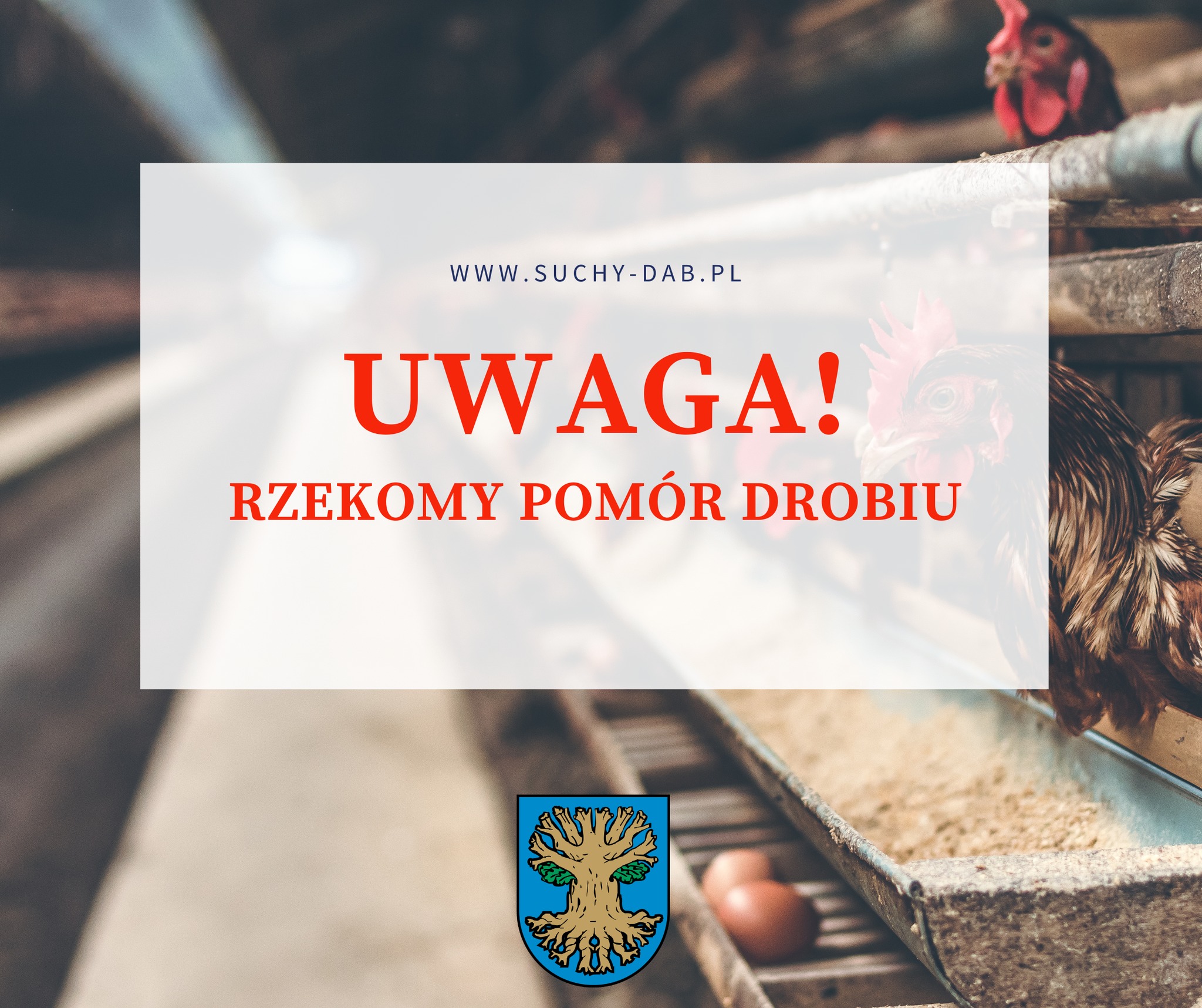 Rzekomy pomór drobiu